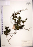 中文名:絞股藍(S021028)學名:Gynostemma pentaphyllum (Thunb.) Makino(S021028)