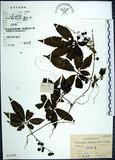 中文名:絞股藍(S024599)學名:Gynostemma pentaphyllum (Thunb.) Makino(S024599)