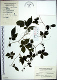 中文名:絞股藍(S024947)學名:Gynostemma pentaphyllum (Thunb.) Makino(S024947)
