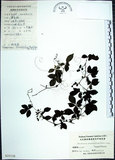 中文名:絞股藍(S025130)學名:Gynostemma pentaphyllum (Thunb.) Makino(S025130)