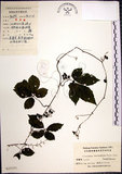 中文名:絞股藍(S025151)學名:Gynostemma pentaphyllum (Thunb.) Makino(S025151)