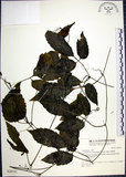 中文名:絞股藍(S028521)學名:Gynostemma pentaphyllum (Thunb.) Makino(S028521)