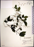 中文名:絞股藍(S031326)學名:Gynostemma pentaphyllum (Thunb.) Makino(S031326)