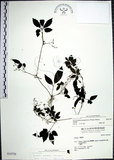 中文名:絞股藍(S034750)學名:Gynostemma pentaphyllum (Thunb.) Makino(S034750)