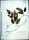 中文名:絞股藍(S035361)學名:Gynostemma pentaphyllum (Thunb.) Makino(S035361)