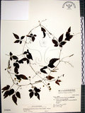 中文名:絞股藍(S036456)學名:Gynostemma pentaphyllum (Thunb.) Makino(S036456)