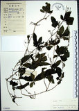 中文名:絞股藍(S038028)學名:Gynostemma pentaphyllum (Thunb.) Makino(S038028)