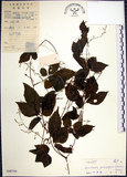 中文名:絞股藍(S040759)學名:Gynostemma pentaphyllum (Thunb.) Makino(S040759)