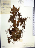 中文名:絞股藍(S040883)學名:Gynostemma pentaphyllum (Thunb.) Makino(S040883)