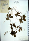 中文名:絞股藍(S045081)學名:Gynostemma pentaphyllum (Thunb.) Makino(S045081)