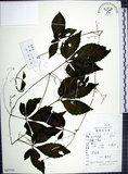 中文名:絞股藍(S047722)學名:Gynostemma pentaphyllum (Thunb.) Makino(S047722)