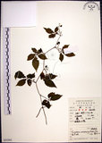 中文名:絞股藍(S052393)學名:Gynostemma pentaphyllum (Thunb.) Makino(S052393)
