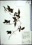 中文名:絞股藍(S053081)學名:Gynostemma pentaphyllum (Thunb.) Makino(S053081)