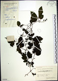 中文名:絞股藍(S058369)學名:Gynostemma pentaphyllum (Thunb.) Makino(S058369)