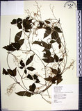 中文名:絞股藍(S063511)學名:Gynostemma pentaphyllum (Thunb.) Makino(S063511)