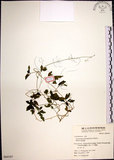 中文名:絞股藍(S064107)學名:Gynostemma pentaphyllum (Thunb.) Makino(S064107)