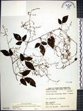 中文名:絞股藍(S068244)學名:Gynostemma pentaphyllum (Thunb.) Makino(S068244)