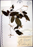 中文名:絞股藍(S068251)學名:Gynostemma pentaphyllum (Thunb.) Makino(S068251)
