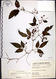 中文名:絞股藍(S068258)學名:Gynostemma pentaphyllum (Thunb.) Makino(S068258)
