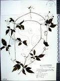 中文名:絞股藍(S069540)學名:Gynostemma pentaphyllum (Thunb.) Makino(S069540)
