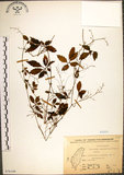 中文名:絞股藍(S076149)學名:Gynostemma pentaphyllum (Thunb.) Makino(S076149)