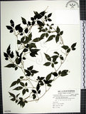 中文名:絞股藍(S082294)學名:Gynostemma pentaphyllum (Thunb.) Makino(S082294)