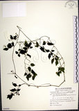 中文名:絞股藍(S086004)學名:Gynostemma pentaphyllum (Thunb.) Makino(S086004)