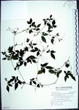 中文名:絞股藍(S097277)學名:Gynostemma pentaphyllum (Thunb.) Makino(S097277)