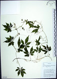 中文名:絞股藍(S097629)學名:Gynostemma pentaphyllum (Thunb.) Makino(S097629)