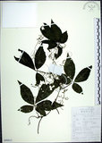 中文名:絞股藍(S099812)學名:Gynostemma pentaphyllum (Thunb.) Makino(S099812)