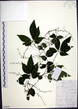 中文名:絞股藍(S099958)學名:Gynostemma pentaphyllum (Thunb.) Makino(S099958)