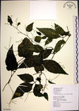 中文名:絞股藍(S126502)學名:Gynostemma pentaphyllum (Thunb.) Makino(S126502)