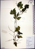 中文名:絞股藍(S127060)學名:Gynostemma pentaphyllum (Thunb.) Makino(S127060)