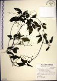 中文名:絞股藍(S127923)學名:Gynostemma pentaphyllum (Thunb.) Makino(S127923)