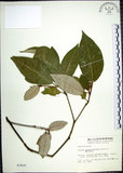 中文名:裡白巴豆(S002825)學名:Croton cascarilloides Raeusch.(S002825)英文名:Cuming Croton