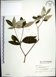 中文名:裡白巴豆(S003550)學名:Croton cascarilloides Raeusch.(S003550)英文名:Cuming Croton