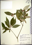 中文名:裡白巴豆(S013023)學名:Croton cascarilloides Raeusch.(S013023)英文名:Cuming Croton