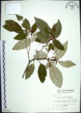 中文名:裡白巴豆(S014762)學名:Croton cascarilloides Raeusch.(S014762)英文名:Cuming Croton