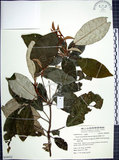 中文名:裡白巴豆(S058922)學名:Croton cascarilloides Raeusch.(S058922)英文名:Cuming Croton