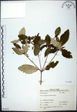 中文名:裡白巴豆(S065935)學名:Croton cascarilloides Raeusch.(S065935)英文名:Cuming Croton