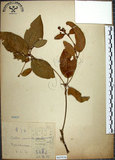 中文名:裡白巴豆(S065936)學名:Croton cascarilloides Raeusch.(S065936)英文名:Cuming Croton