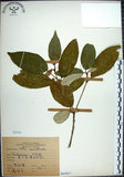 中文名:裡白巴豆(S065937)學名:Croton cascarilloides Raeusch.(S065937)英文名:Cuming Croton