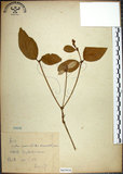 中文名:裡白巴豆(S065938)學名:Croton cascarilloides Raeusch.(S065938)英文名:Cuming Croton