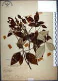 中文名:裡白巴豆(S065939)學名:Croton cascarilloides Raeusch.(S065939)英文名:Cuming Croton