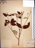 中文名:裡白巴豆(S066144)學名:Croton cascarilloides Raeusch.(S066144)英文名:Cuming Croton