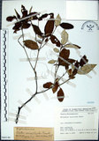 中文名:裡白巴豆(S066146)學名:Croton cascarilloides Raeusch.(S066146)英文名:Cuming Croton