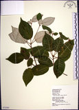 中文名:裡白巴豆(S072500)學名:Croton cascarilloides Raeusch.(S072500)英文名:Cuming Croton