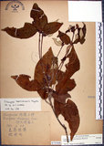 中文名:裡白巴豆(S075508)學名:Croton cascarilloides Raeusch.(S075508)英文名:Cuming Croton