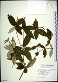 中文名:裡白巴豆(S109191)學名:Croton cascarilloides Raeusch.(S109191)英文名:Cuming Croton