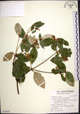 中文名:裡白巴豆(S110623)學名:Croton cascarilloides Raeusch.(S110623)英文名:Cuming Croton